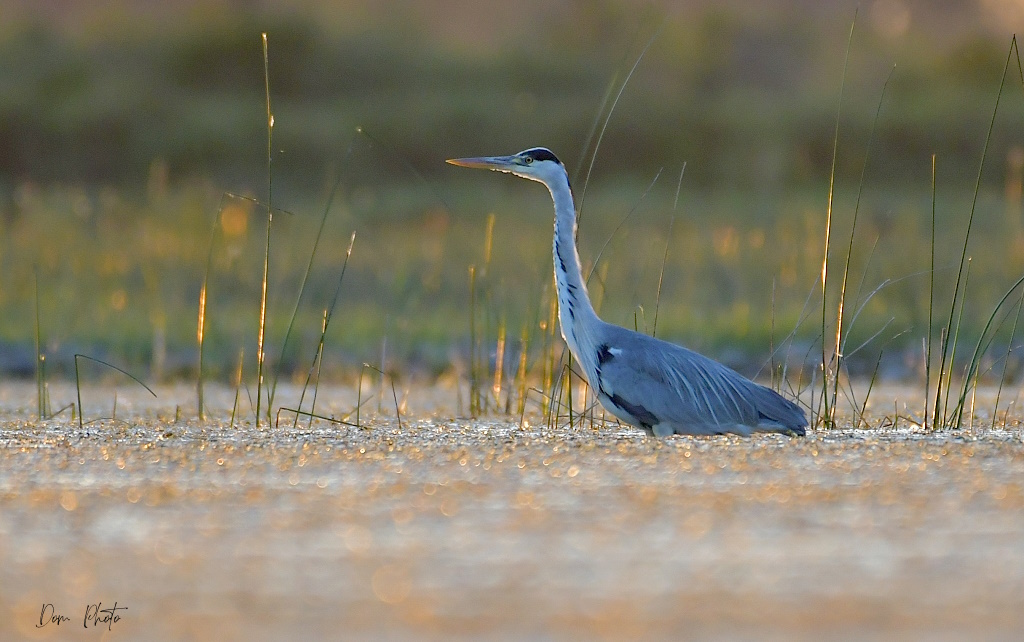 DSC_4564IN.jpg