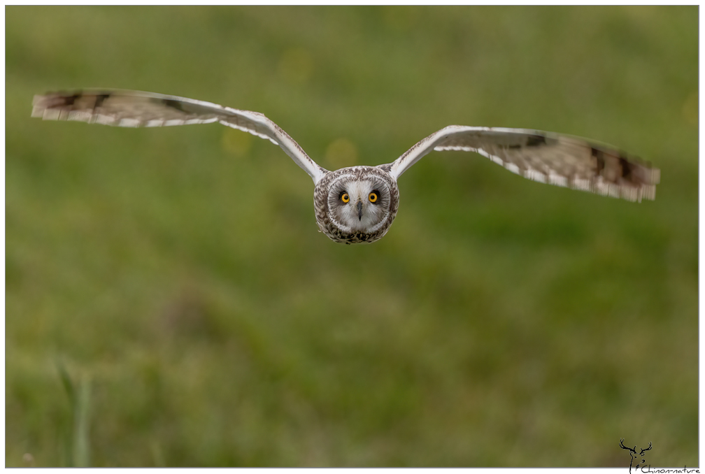 hibou_des_marais_2026-17.jpg