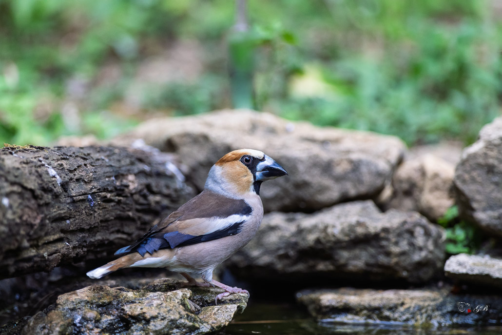 Grosbec casse-noyaux (Coccothraustes coccothraustes), Hawfinch-376.jpg