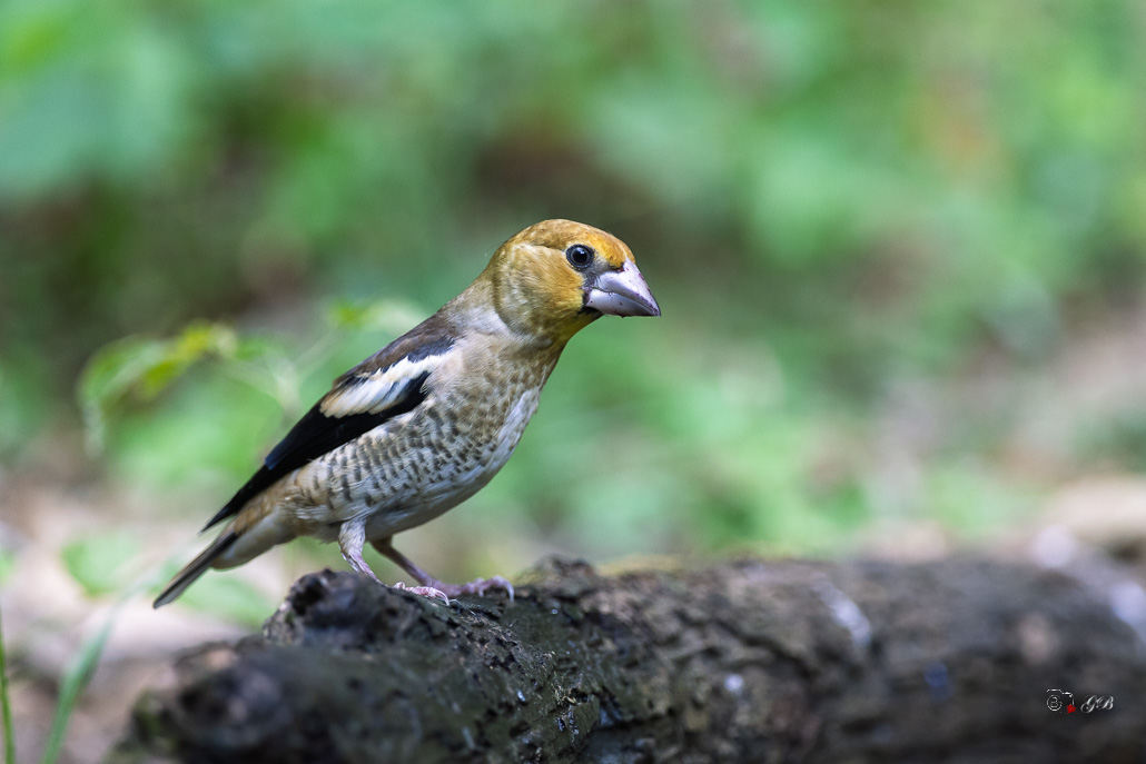 Grosbec casse-noyaux (Coccothraustes coccothraustes), Hawfinch-378.jpg