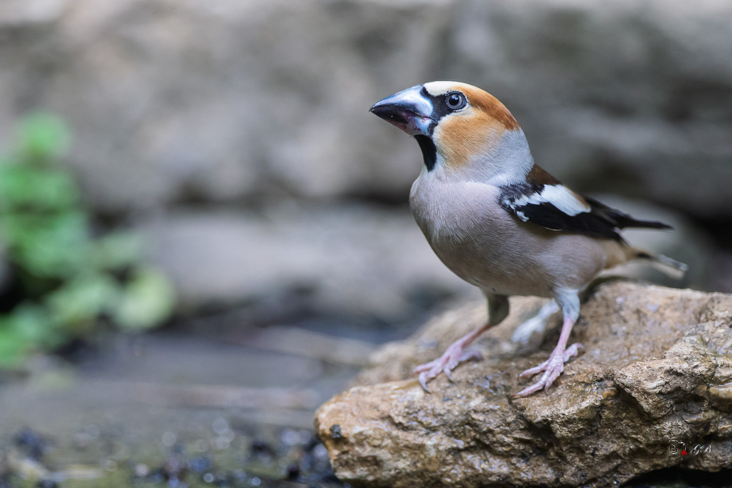 Grosbec casse-noyaux (Coccothraustes coccothraustes), Hawfinch-380.jpg