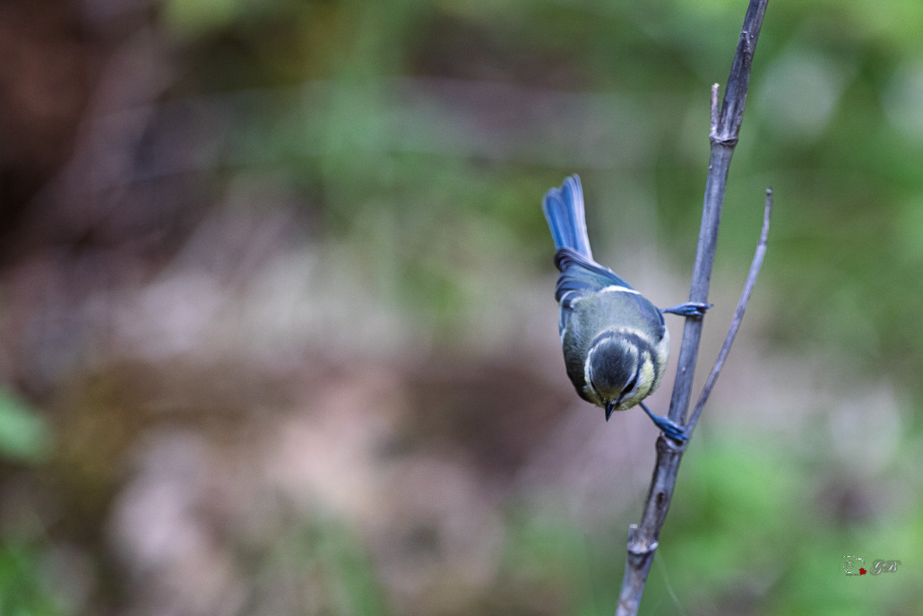 Mésange bleue (Parus caeruleus) European blue-679.jpg