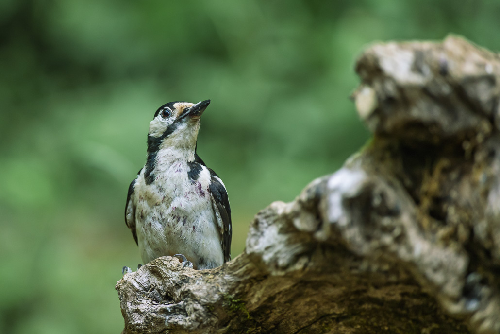 Pic épeiche (Dendrocopos major) Great spotted woodpecker-633 (1).jpg