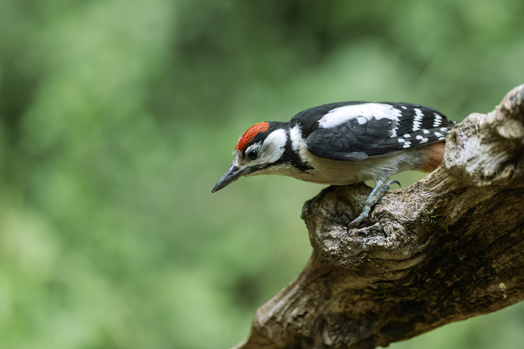 Pic épeiche (Dendrocopos major) Great spotted woodpecker-659.jpg