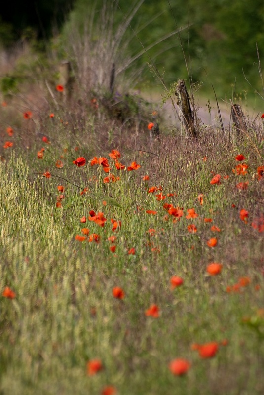 tn_coquelicot1.jpg