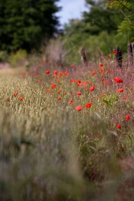 tn_coquelicot3.jpg