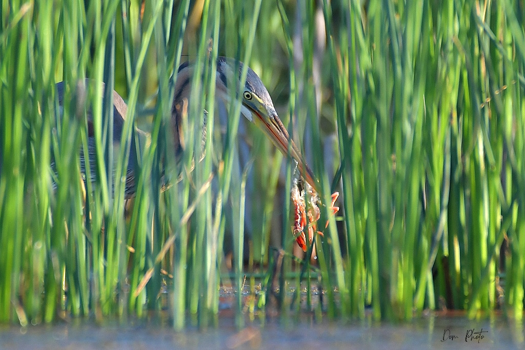 DSC_4770IN.jpg