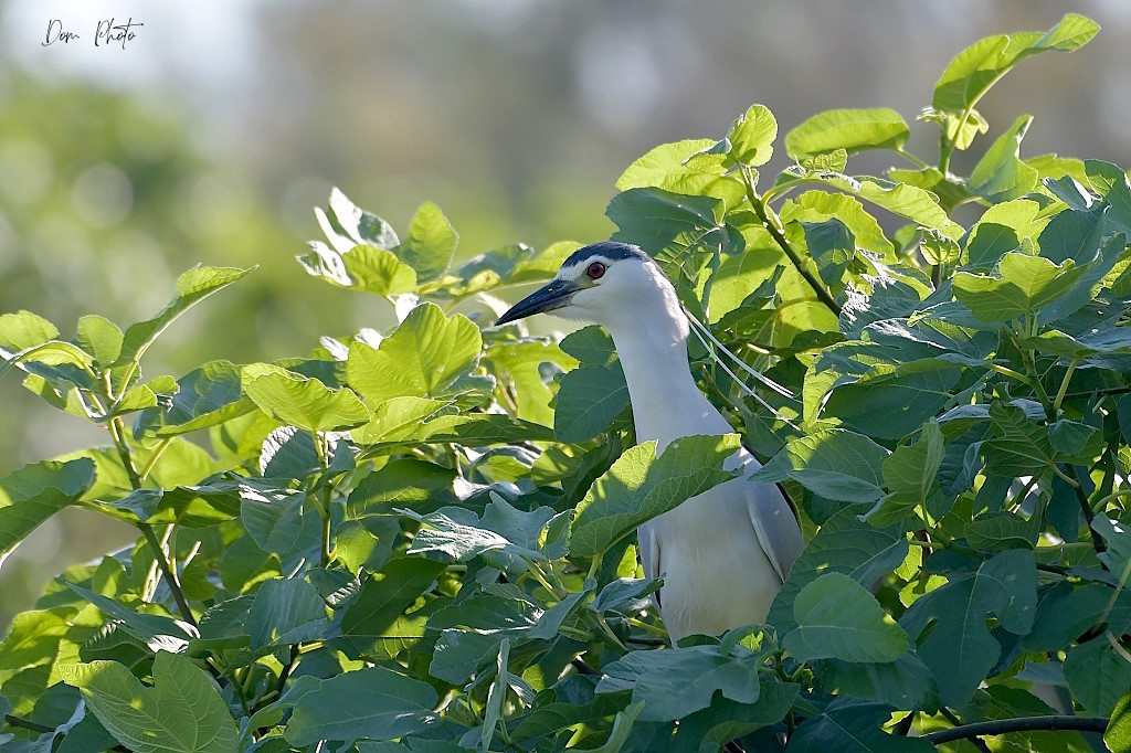 DSC_5037IN.jpg