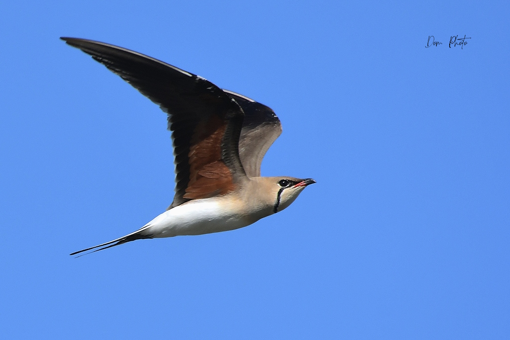 DSC_5394IN.jpg