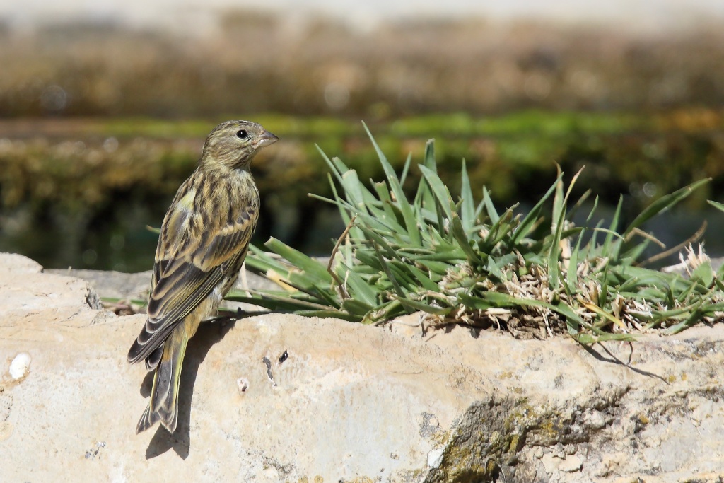 2178 Serin cini.JPG