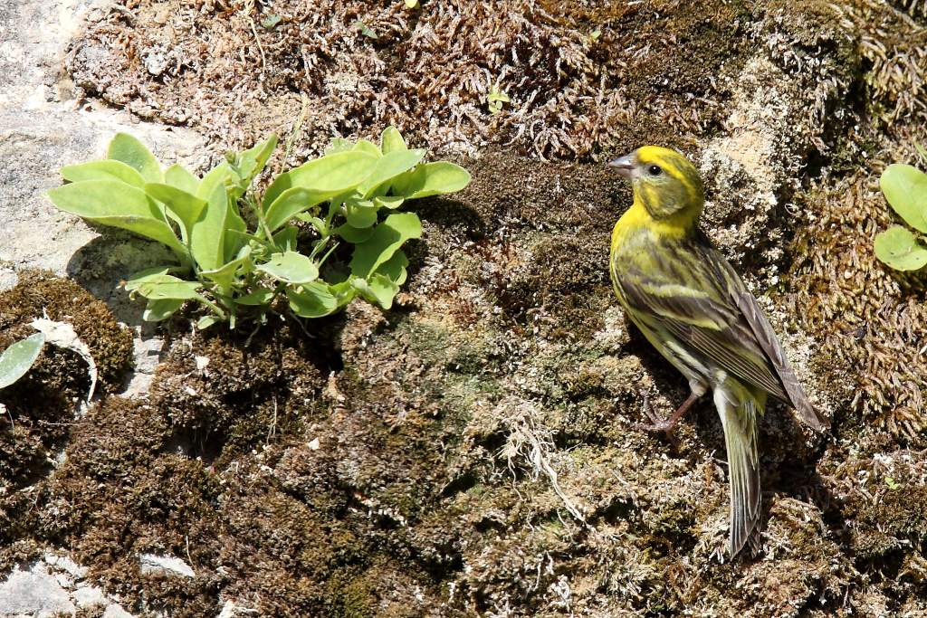 2179 Serin cini.JPG