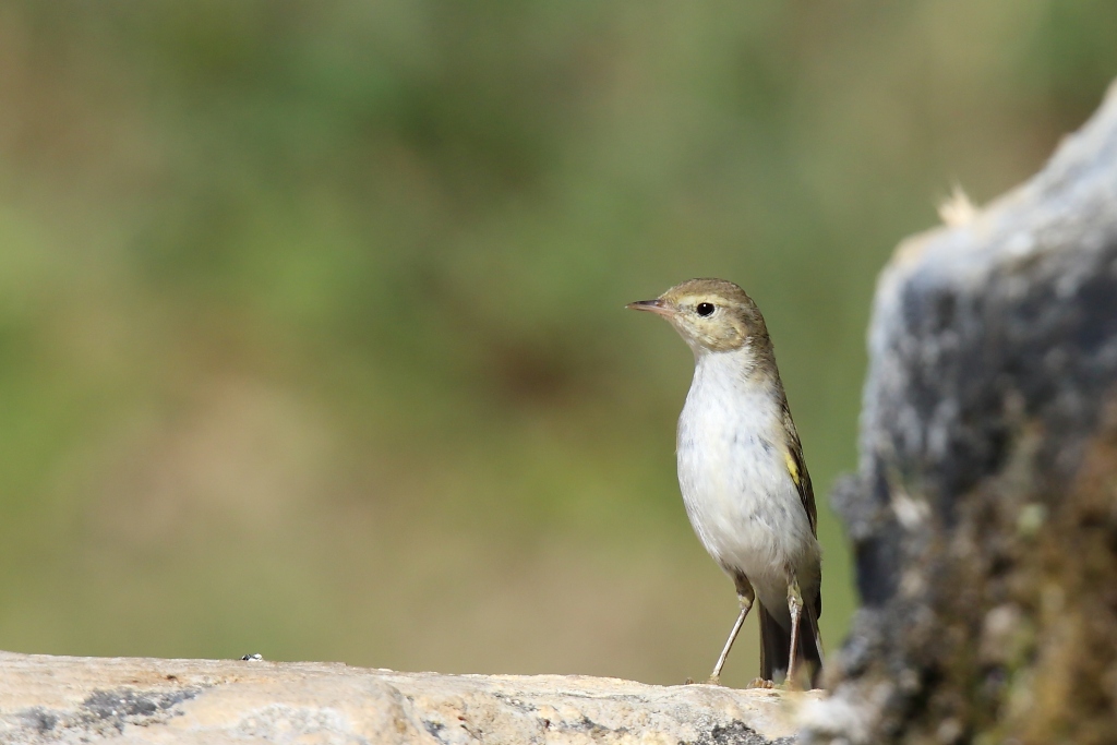 2181 Pouillot de Bonelli.JPG