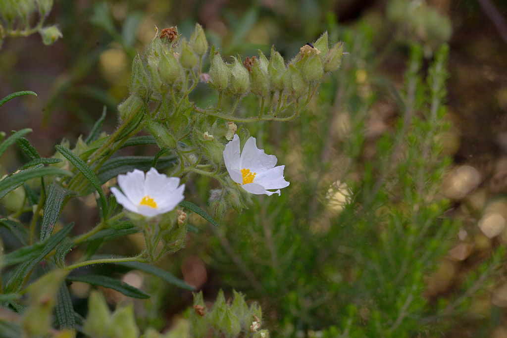 21  Cistus monspeliensis.jpg