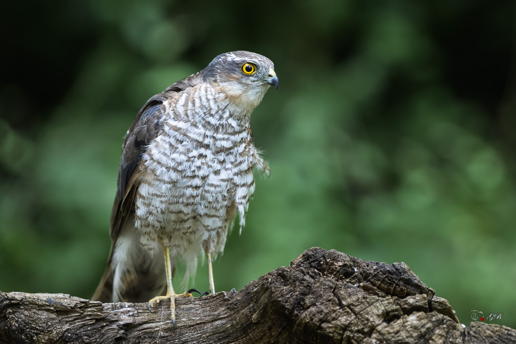 Epervier d'Europe (Accipiter nisus) Eurasian Sparrowhawk-87.jpg