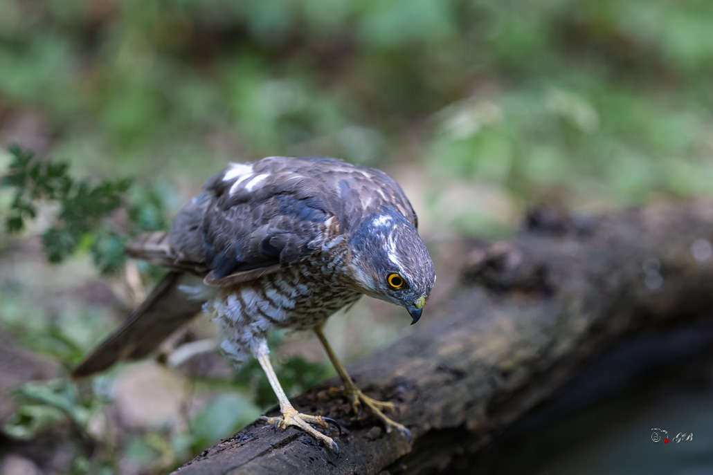 Epervier d'Europe (Accipiter nisus) Eurasian Sparrowhawk-101.jpg
