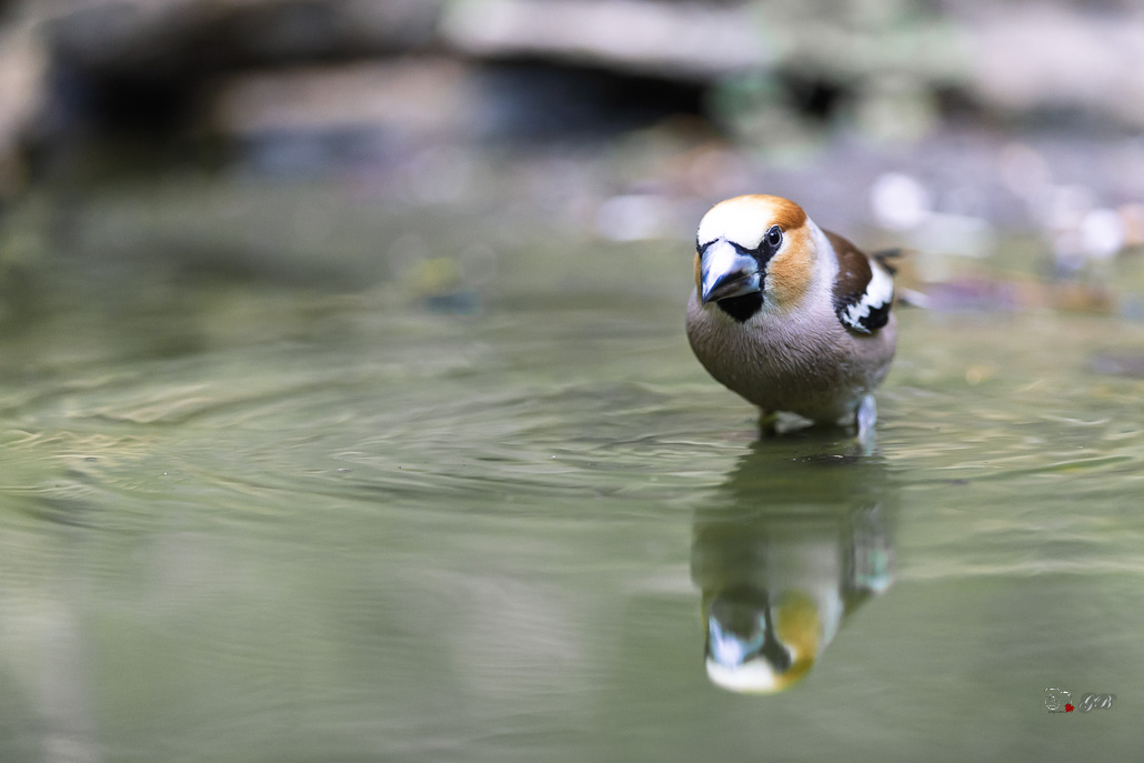 Grosbec casse-noyaux (Coccothraustes coccothraustes), Hawfinch-388.jpg