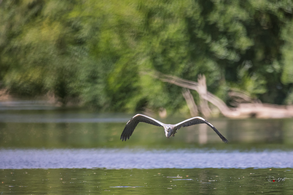 Héron cendré (Ardea cinerea)-128.jpg