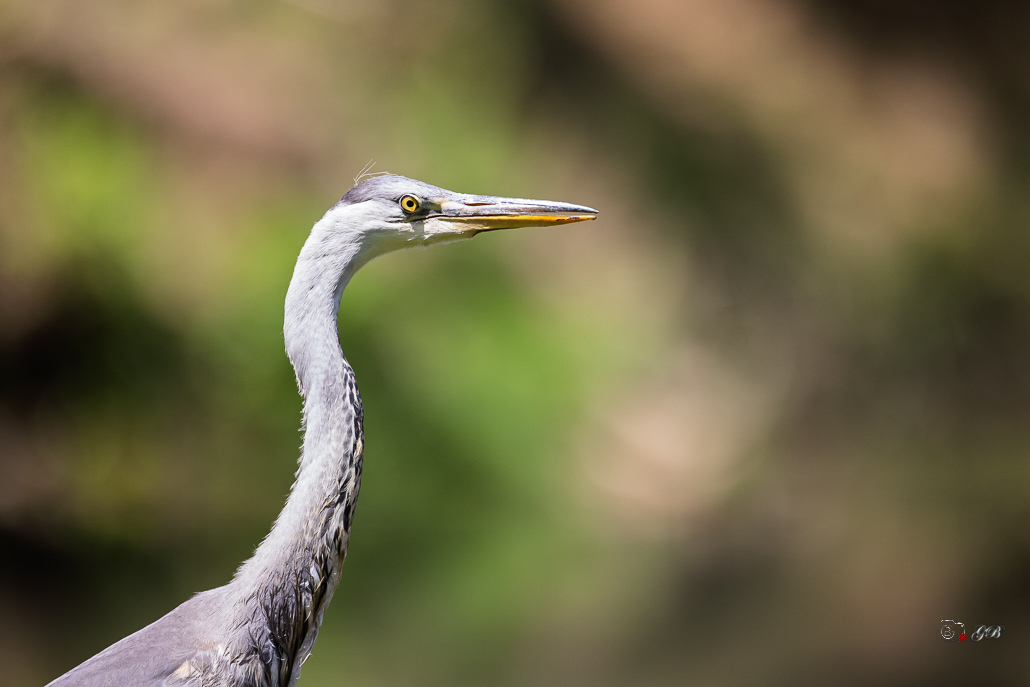 Héron cendré (Ardea cinerea)-132.jpg