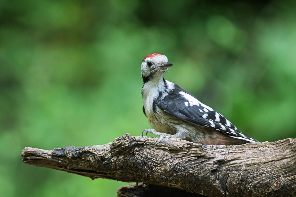 Pic mar (Dendrocops medius) Middle Spotted Woodpecker-8.jpg