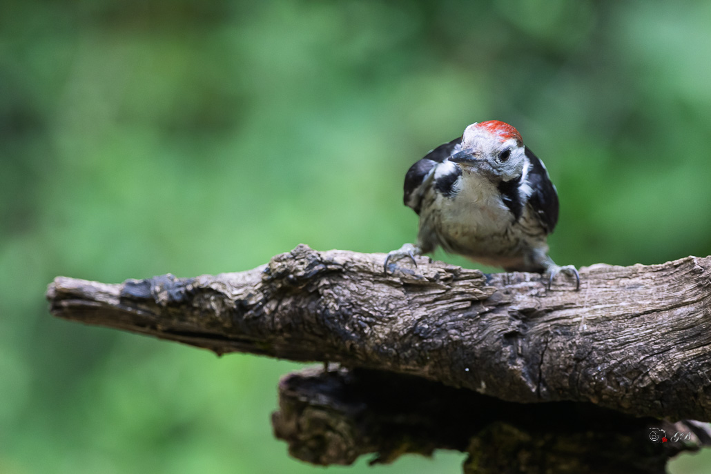 Pic mar (Dendrocops medius) Middle Spotted Woodpecker-10.jpg