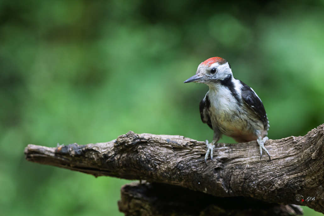 Pic mar (Dendrocops medius) Middle Spotted Woodpecker-18.jpg