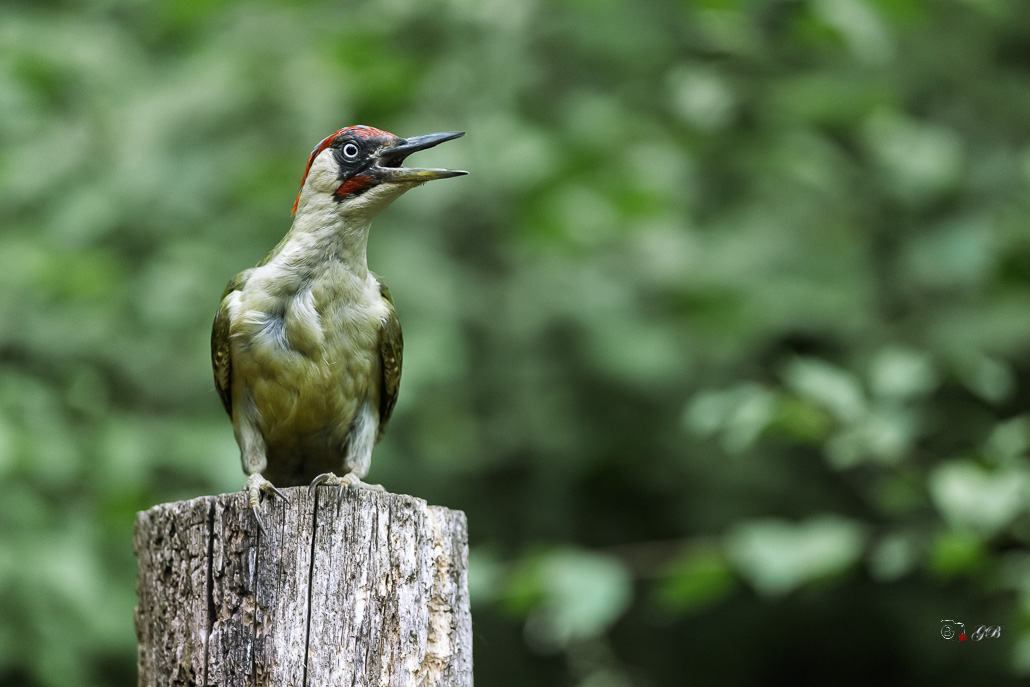 Pic Vert (Picus viridis) - Eurasian Green Woodpecker-316.jpg