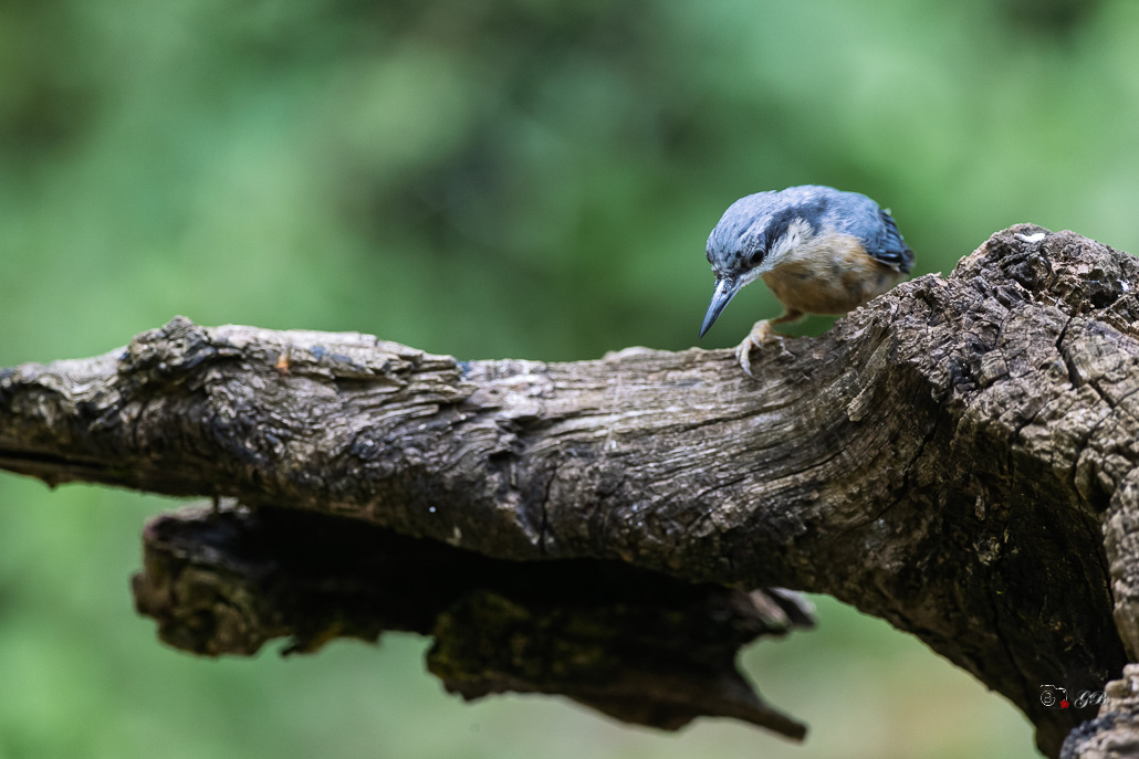 Sitelle Torchepot (Sitta europaea) Wood Nuthatch or Eurasian Nuthatch-310.jpg