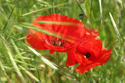 IMG_4432.jpg