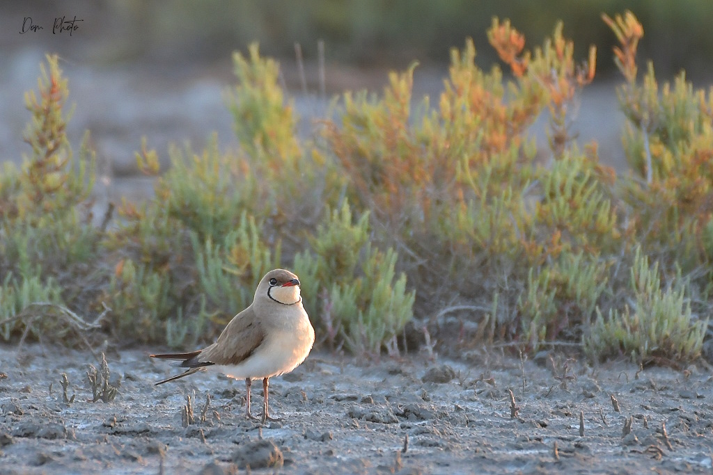 DSC_5090IN.jpg