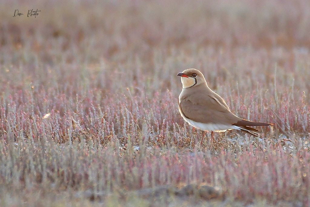 DSC_5065IN.jpg