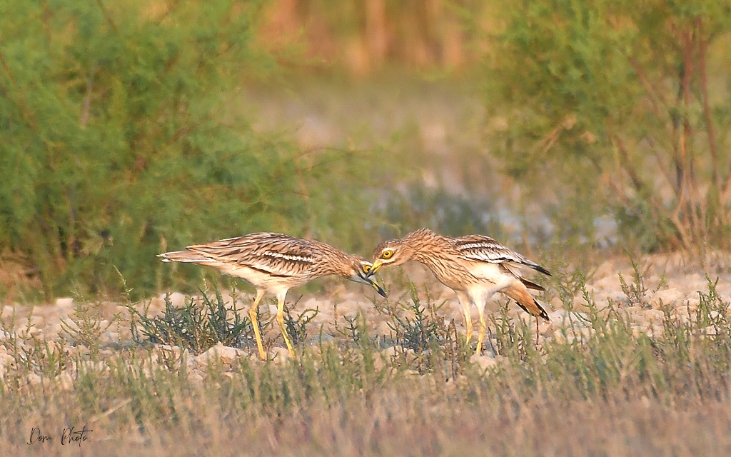 DSC_5554IN.jpg