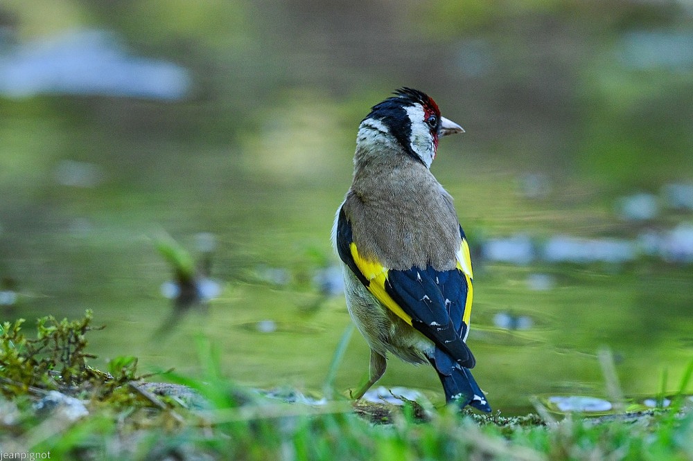 N12 chardonneret.JPG