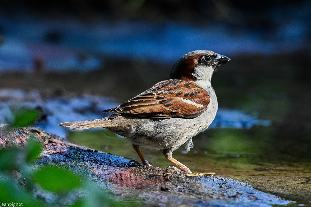 N9 moineauix domestique male.JPG