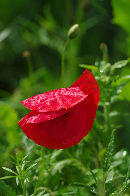 Coquelicot1.JPG