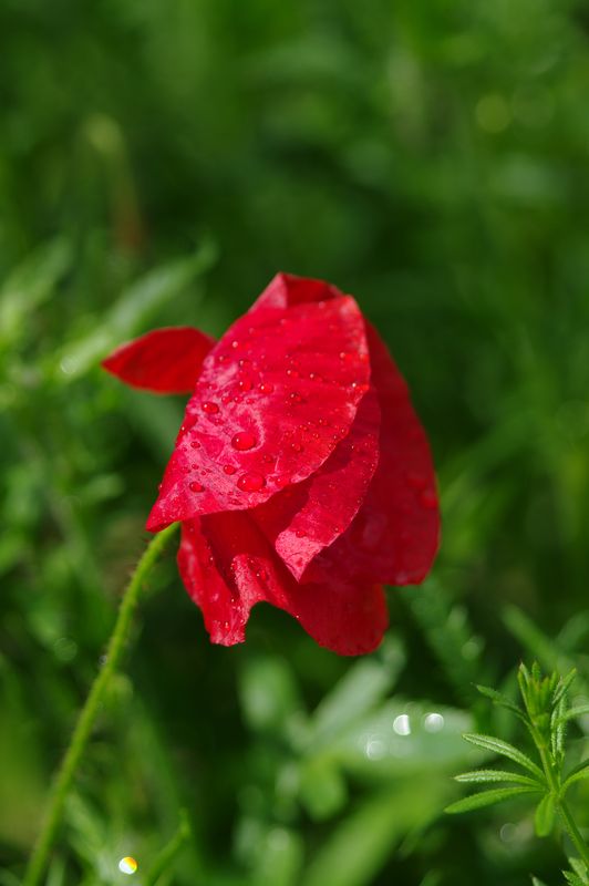Coquelicot2.JPG