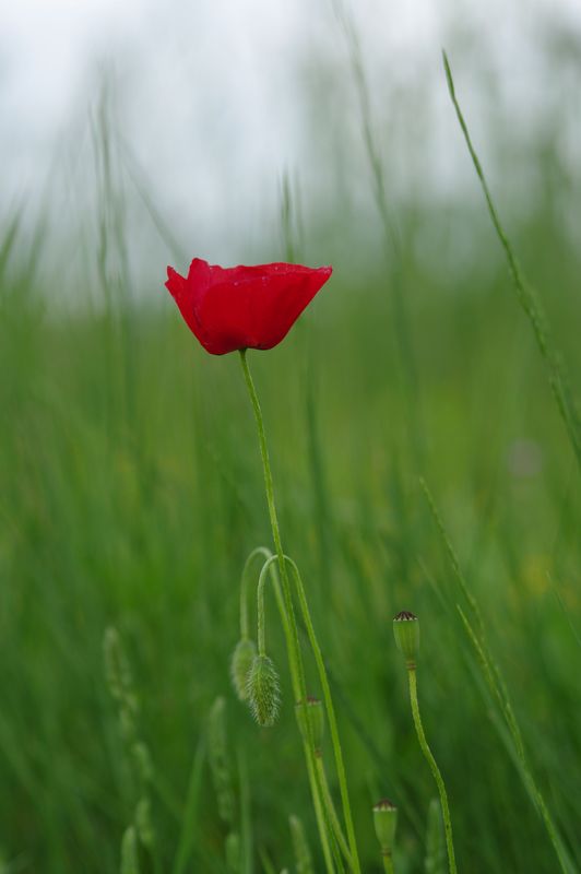 Coquelicot3.jpg
