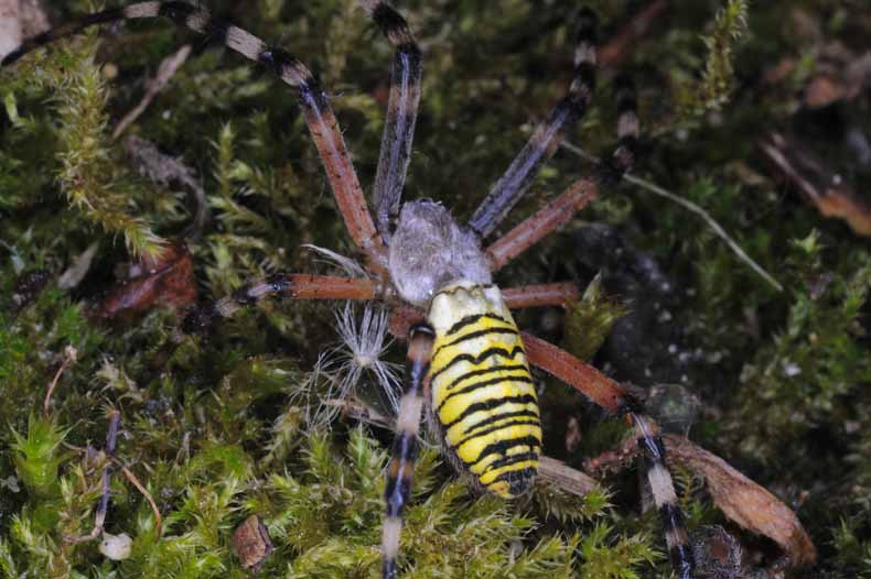 argiope.jpg