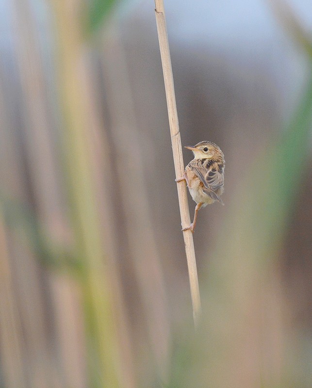 DSC_9093a.JPG