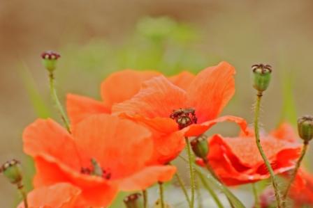 coquelicot.jpg