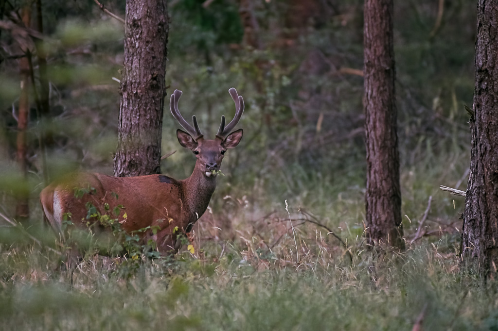 Cerf -7-.jpg