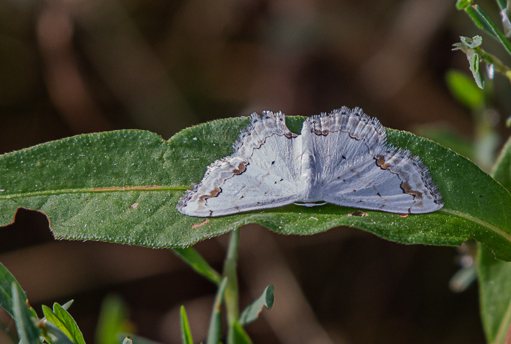 Papillon. Acidalie ornée. Scopula ornata (Scopoli, 1763)..jpg
