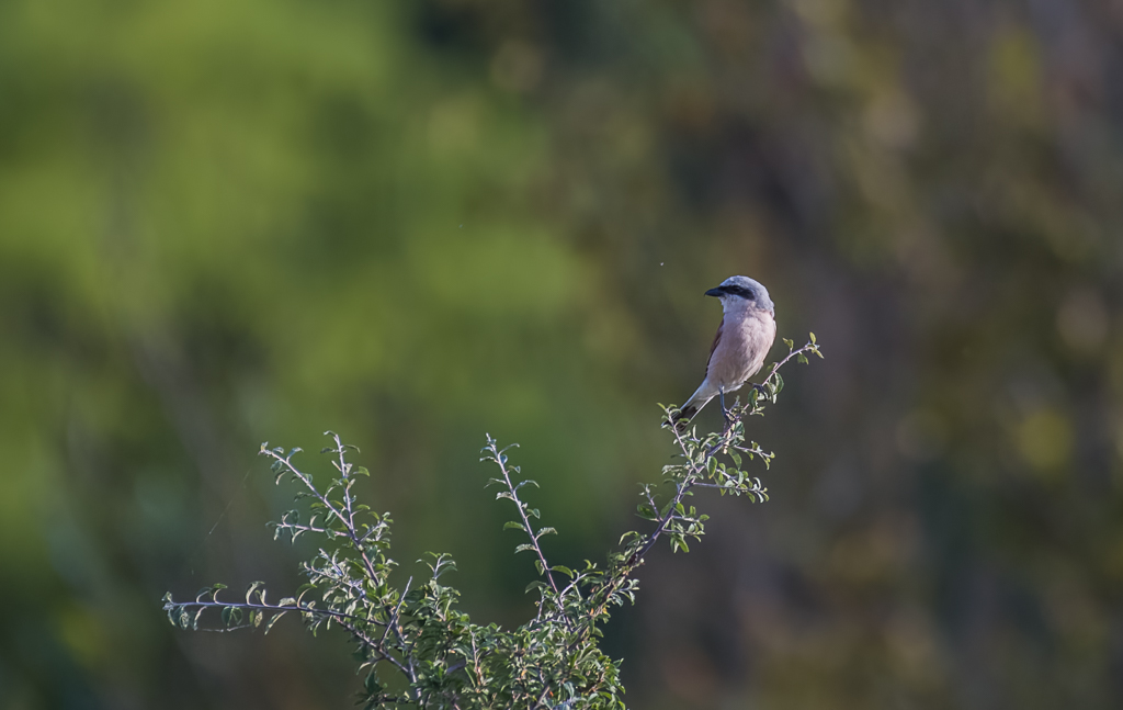 Pie grièche écorcheur -1-.jpg