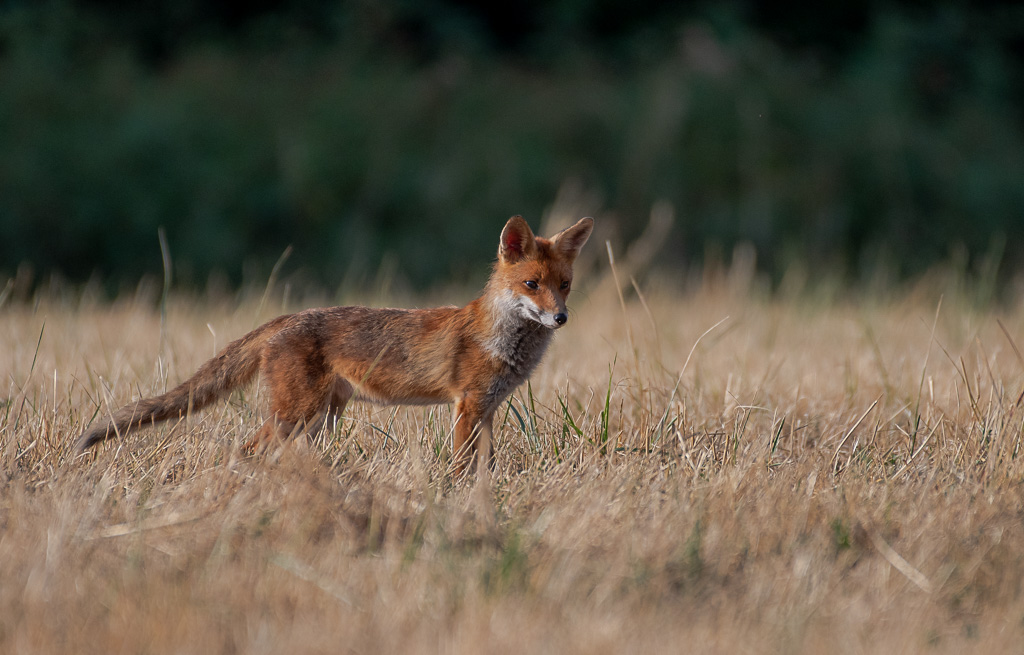 Renard -1- (2).jpg