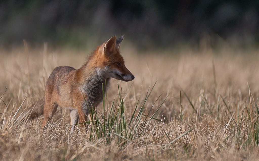 Renard -2-.jpg