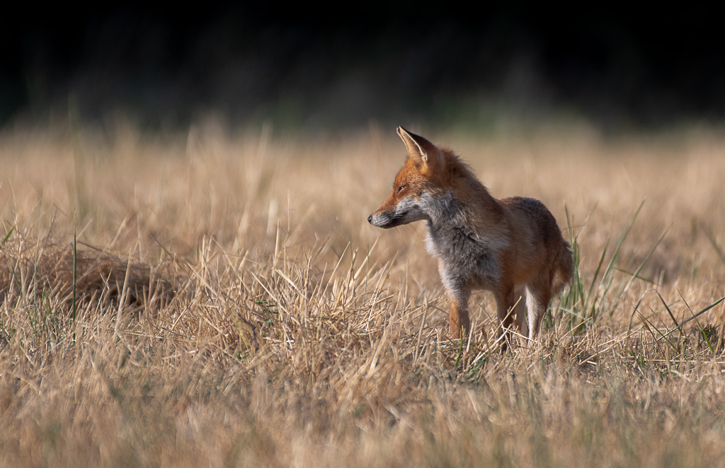 Renard -3-.jpg