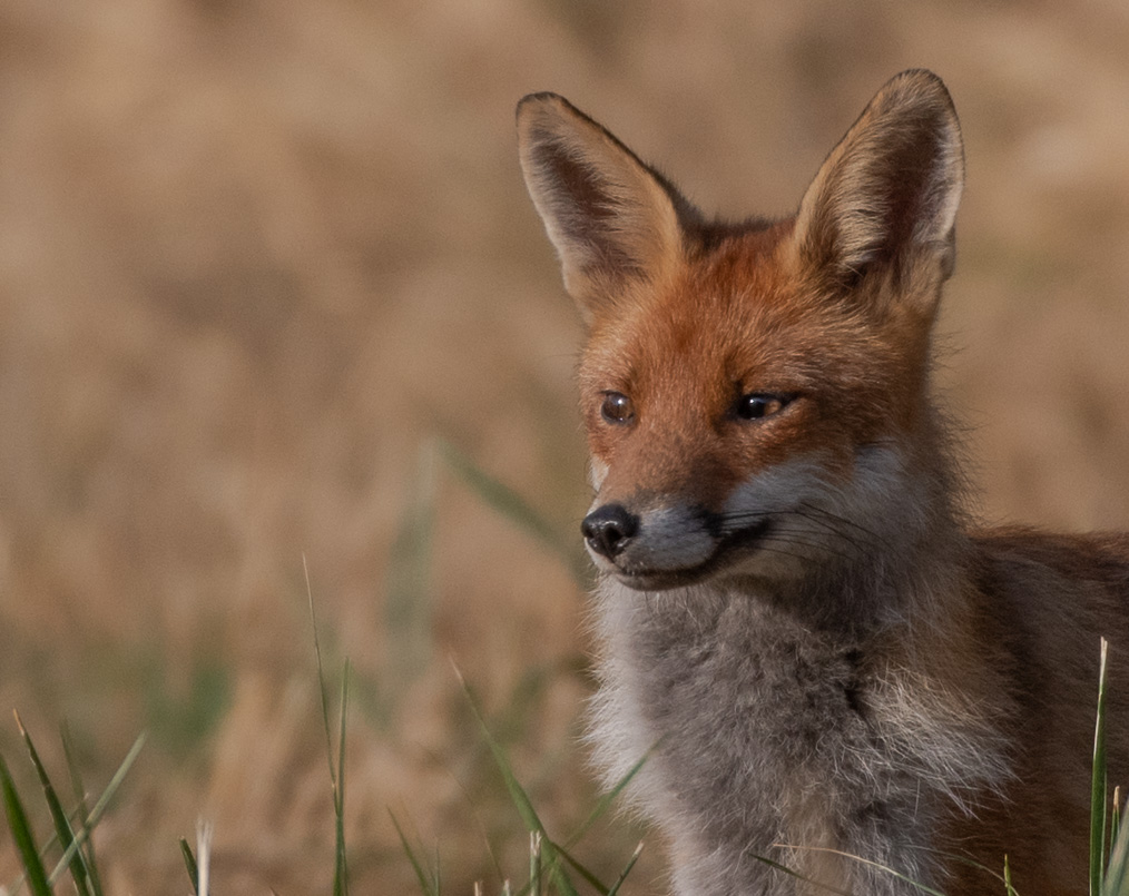 Renard -5-.jpg