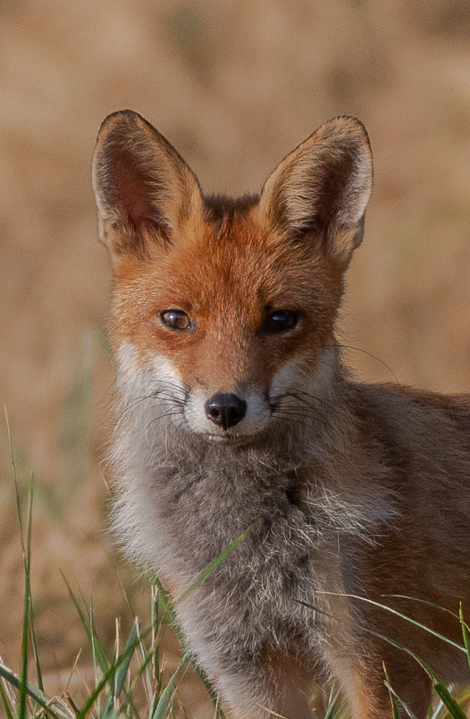 Renard -7-.jpg