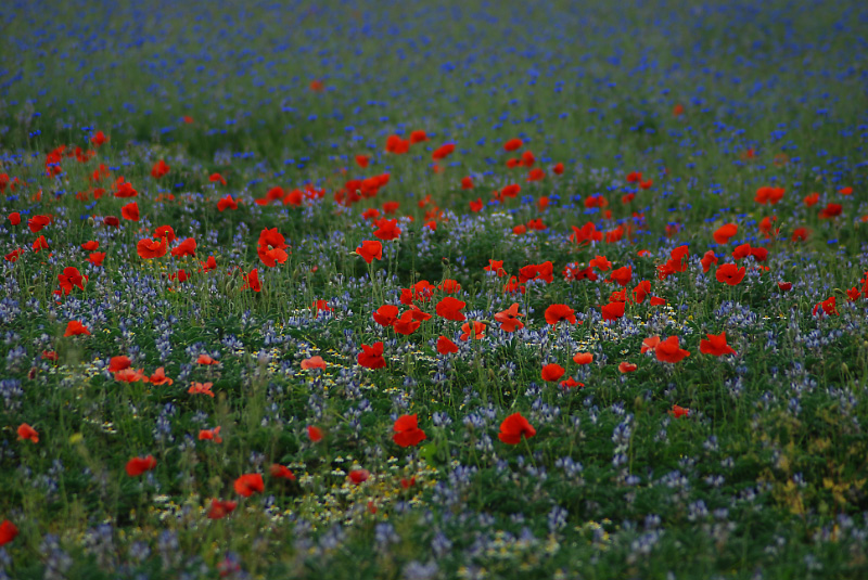 01 juin 2009_fete coquelicots-5.jpg