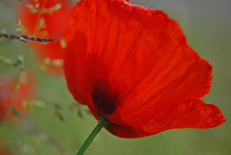 coquelicot 066_modifié-5-1.jpg