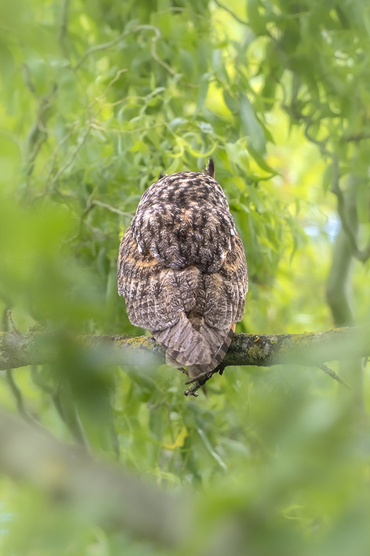hibou moyen Duc juin 2026 internet 1.jpg